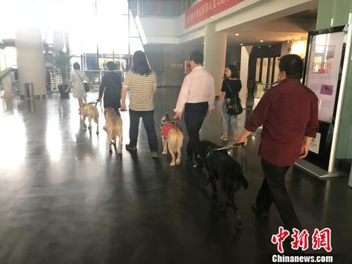 4位盲人在各自導盲犬的帶領(lǐng)下進入公共場所,?！铎o 攝