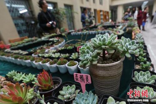 資料圖：多肉植物,。<a target='_blank' href='http://www.chinanews.com/'>中新社</a>記者 泱波 攝