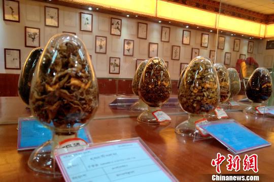 圖為國家中醫(yī)(藏醫(yī))臨床研究基地中展示的藏藥藥材?！〗w波 攝