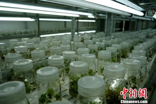 圖為西藏自治區(qū)農(nóng)牧科學(xué)院對(duì)藏藥植物紅景天進(jìn)行培植實(shí)驗(yàn),。　江飛波 攝