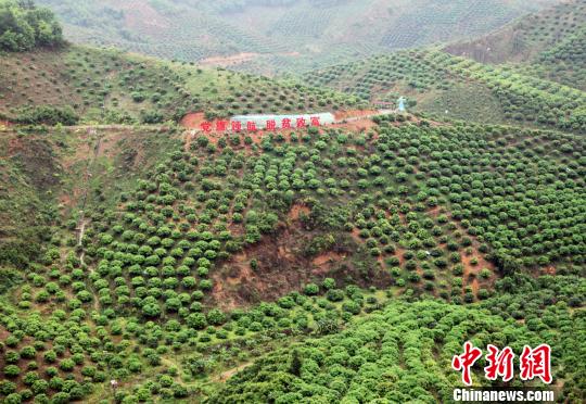 圖為百色市右江區(qū)永樂鎮(zhèn)芒果種植示范區(qū)一角,。　楊志雄 攝