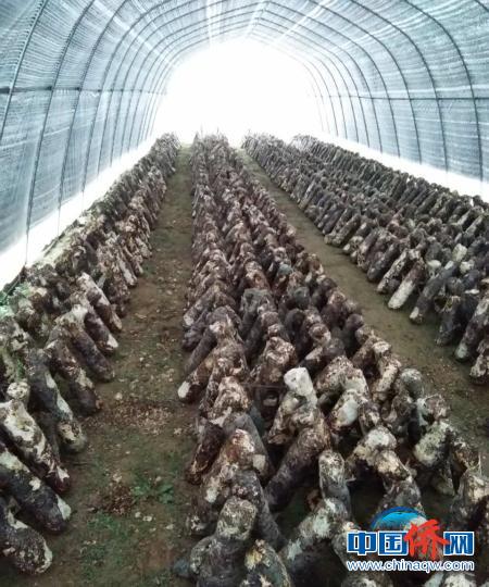 村里目前共建成80座香菇大棚,，養(yǎng)殖16萬株菌棒?！垗?攝