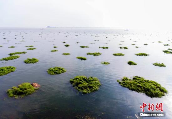 資料圖：航拍鄱陽(yáng)湖都昌印山附近的草洲被水淹浸畫面,，水面擴(kuò)大,，煙波浩渺。傅建斌 攝