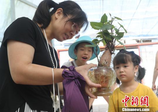 一游客母親捧著無土栽培地瓜盆景向孩子進行農業(yè)科普教育,。　黃水林 攝