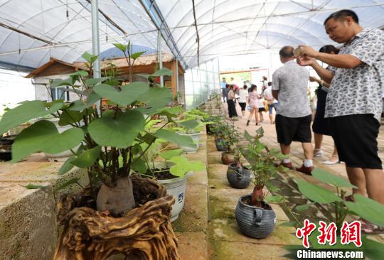地瓜盆景吸引眾多游客關注拍攝,。　黃水林 攝
