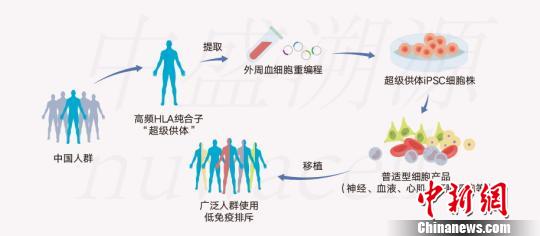俞君英團(tuán)隊(duì)通過(guò)技術(shù)攻關(guān)配型iPSC細(xì)胞系原理圖,?！≈惺⑺菰垂﹫D 攝