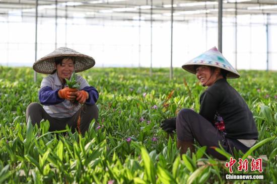 現(xiàn)代中藥材種植成為貴州丹寨農(nóng)村增收“新路子”。圖為3月14日,，苗族婦女在白芨種植大棚內(nèi)勞作,。賀俊怡 攝