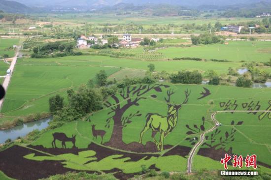 資料圖：廣西鹿寨縣通過(guò)創(chuàng)意農(nóng)業(yè)豐富傳統(tǒng)鄉(xiāng)村旅游,，實(shí)現(xiàn)農(nóng)業(yè)高收益，促進(jìn)農(nóng)民增加收入,，圖為該縣種出的3D彩色水稻畫(huà),。林馨 攝

