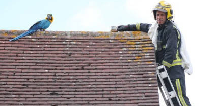鸚鵡離家出走住屋頂 對(duì)消防員爆粗給老子滾蛋