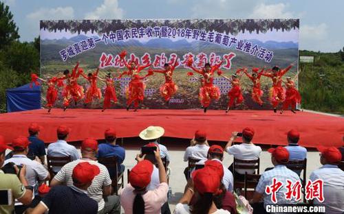8月23日，羅城縣舉行喜迎第一個(gè)中國(guó)農(nóng)民豐收節(jié)暨2018年羅城野生毛葡萄產(chǎn)業(yè)推介活動(dòng),?！№f如代　攝
