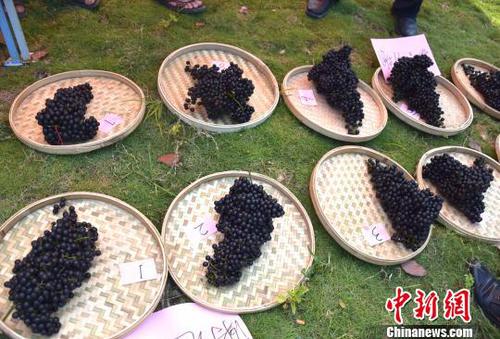 8月23日,，羅城縣舉行毛葡萄鮮果單穗比賽?！?攝