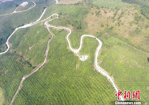 圖為羅城縣天霜毛葡萄基地一角,。韋如代 攝