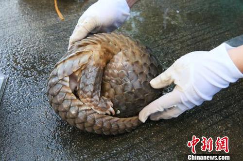 圖為海關(guān)緝私部門(mén)查獲的活體穿山甲 王淑艷 攝