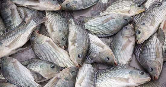 肯尼亞宣布將禁止進(jìn)口中國(guó)產(chǎn)魚類:因價(jià)格便宜暢銷