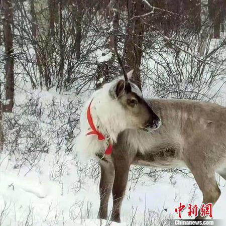 圖為雪中馴鹿,?！埇| 攝