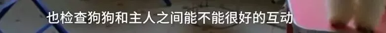 濟(jì)南現(xiàn)共享寵物狗：養(yǎng)一天收費(fèi)30元 不想養(yǎng)了就退 