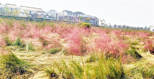 心疼,！杭州又一處粉黛花海淪陷,，網(wǎng)紅竟躺在草地.....勸都勸不住啊