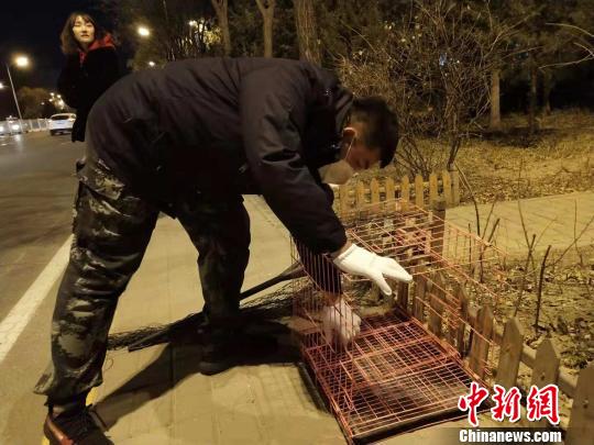 圖為志愿者準(zhǔn)備抓捕小狗的工具,?！埩只?攝