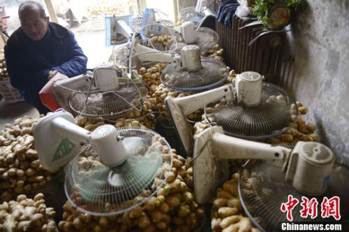 資料圖：山西太原蔬菜批發(fā)市場(chǎng),，姜販用多臺(tái)電風(fēng)扇風(fēng)干新鮮潮濕的生姜,。<a target='_blank' href='http://www.chinanews.com/'>中新社</a>發(fā) 韋亮 攝