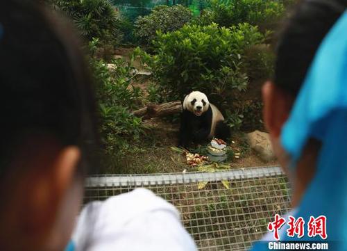 大熊貓明浜憨態(tài)可掬,。　朱柳融 攝
