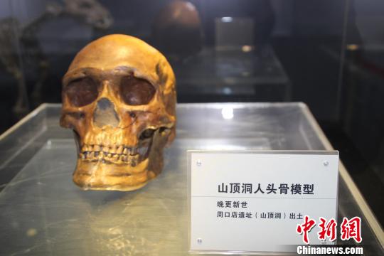 晚更新世的山頂洞人頭骨模型?！⌒烨擅?攝