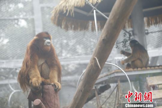 圖為重慶動物園的川金絲猴誠誠和玉玉,。　韓璐 攝