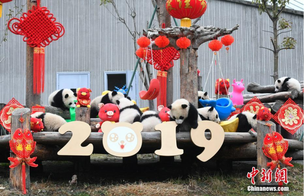 1月31日,，11只2018年新生大熊貓寶寶在中國大熊貓保護研究中心臥龍神樹坪基地集體亮相,，在辭舊迎新之際,，為全球人民送上最“軟萌”的豬年祝福。它們在工作人員布置的充滿新春喜慶氛圍的環(huán)境里東看看,，西聞聞,，憨態(tài)十足，萌翻全場,。圖為大熊貓寶寶集體亮相,。安源 攝