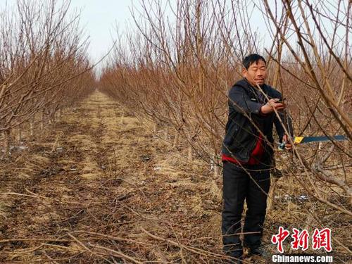 隨著子女長(zhǎng)大,、父母衰老,，家中經(jīng)濟(jì)壓力逐年增大，劉奉智父親在務(wù)工,、種莊稼之余,，又種了一些桃樹(shù)，贍養(yǎng)父母,、供養(yǎng)子女讀書(shū),。　郝學(xué)娟 攝