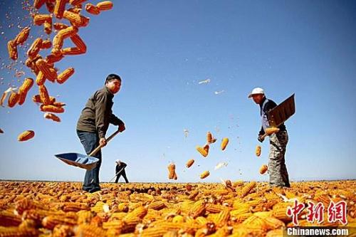 資料圖,。農(nóng)民揮動(dòng)鐵锨晾曬玉米,，使得滿地盡帶“黃金甲”，成為一道靚麗的風(fēng)景線,。趙琳 攝