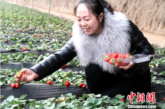 圖為市民在大棚中采摘,。(網(wǎng)絡(luò)圖) 鐘欣 攝