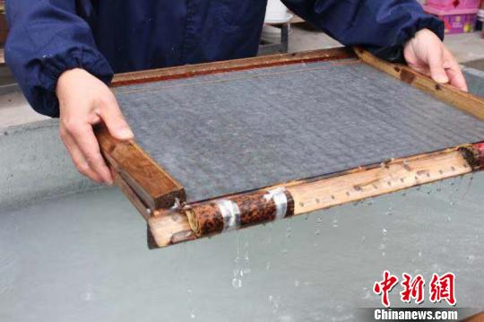 莊富泉正在制作竹紙,。　彭曉霞 攝