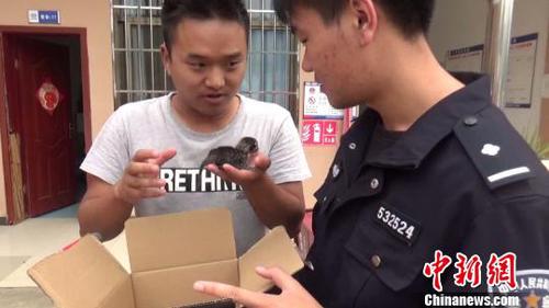 圖為工地工人將豹貓寶寶交給民警,。　金平縣自然資源公安局供圖 攝