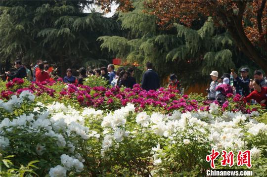 進入四月,，洛陽市各大公園的牡丹已經(jīng)開放,，吸引眾多賞花游客,?！№n章云 攝