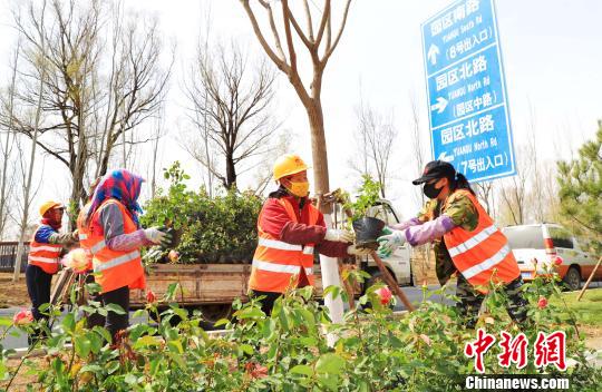 北京世園會將于4月底在延慶揭幕,。圖為由延慶園藝產(chǎn)業(yè)園供應的月季花苗被栽植到園區(qū)南路綠化帶兩側(cè)。延慶區(qū)供圖