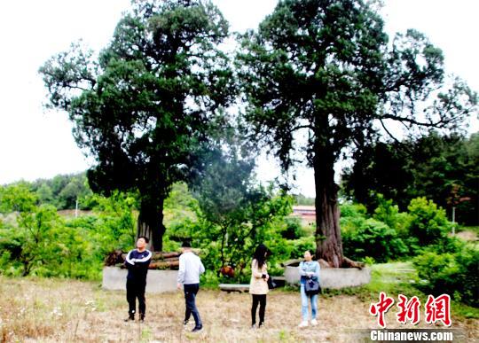 石板橋東面,，生長(zhǎng)著兩棵樹(shù)齡400年以上古柏樹(shù) 宋俊初 攝