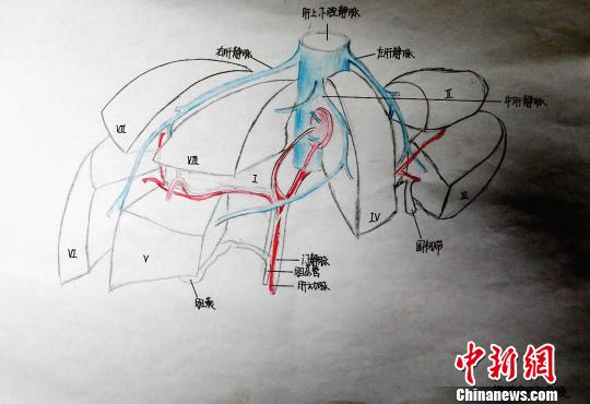 圖為肝的分葉和分段手繪圖,。　唐楠 攝