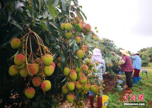 ?？诶笾δ壳耙雅可鲜?，5月中旬將迎來上市高峰。<a target='_blank' href='http://www.chinanews.com/'>中新社</a>記者 尹海明 攝