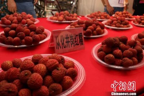 資料圖：廣州從化荔枝,。 從化政府供圖