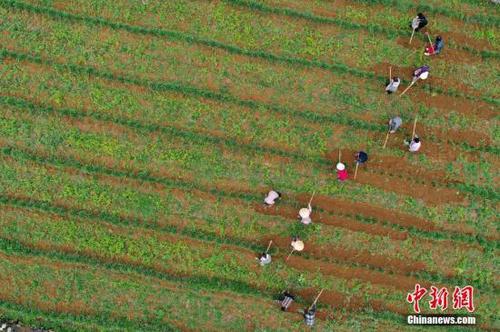 資料圖為：3月25日,，農(nóng)民在貴州省普定縣化處鎮(zhèn)化新村韭黃種植基地勞作,。<a target='_blank' href='http://www.chinanews.com/'>中新社</a>記者 賀俊怡 攝