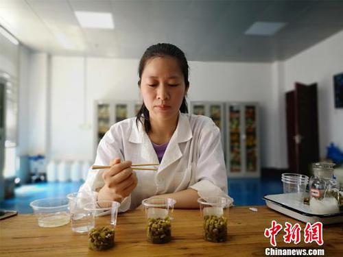 黎義鳳抽取三份豆角酸一一品嘗,。　林馨 攝