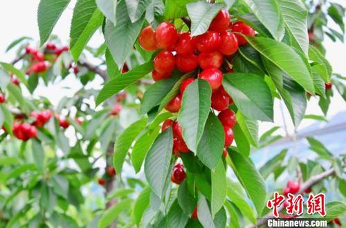 圖為櫻桃示范基地的櫻桃，由于特殊的氣候和地理條件,，再加上雪山融水的灌溉,，櫻桃含糖量超過30度，櫻桃直徑普遍達到25毫米,，最大的有38毫米,。　魯?shù)り?攝