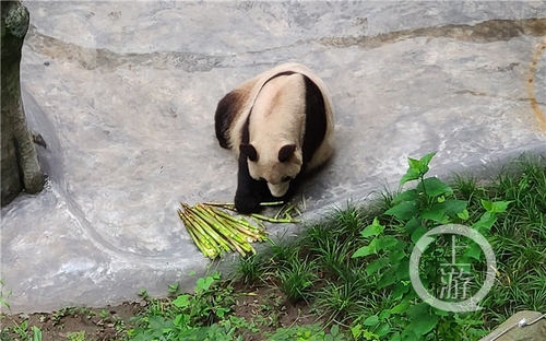世界罕見,！重慶動物園兩只大熊貓同日生下雙胞胎