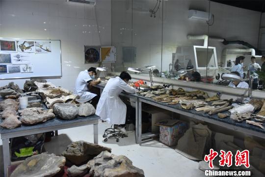英良世界石材自然歷史博物館工作人員正緊張工作中,，整理相關(guān)化石,。　陳龍山 攝
