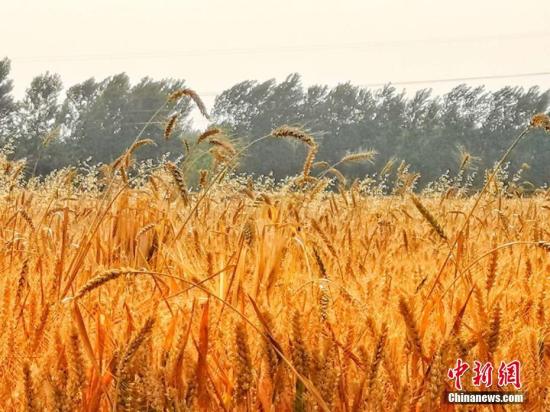 資料圖：皖北平原許多小麥種植區(qū),，進入收割期。劉浩 陳杰 攝