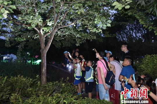 第二屆昆蟲(chóng)藝術(shù)科普展增設(shè)夜間場(chǎng)，游客可觀察昆蟲(chóng)夜間活動(dòng)的行為,。主辦方供圖