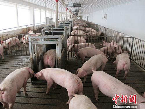 資料圖：生豬養(yǎng)殖場,。 中新社記者 林浩 攝