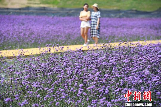 圖為民眾在蘭州新區(qū)網(wǎng)紅打卡地“臨港花?！鄙⒉?。　魏建軍 攝