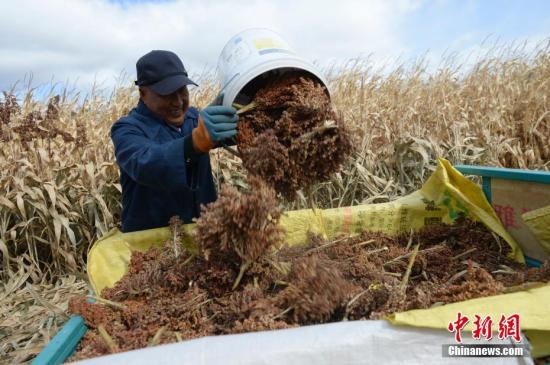 資料圖：農民收獲作物,。<a target='_blank' href='http://www.chinanews.com/'>中新社</a>記者 劉文華 攝