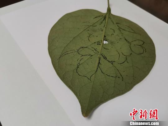 圖為都婉莉在樹葉上進行構圖?！O宏瑗 攝