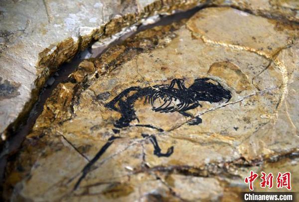 蓋氏熱河俊獸化石正型標(biāo)本?！O自法 攝